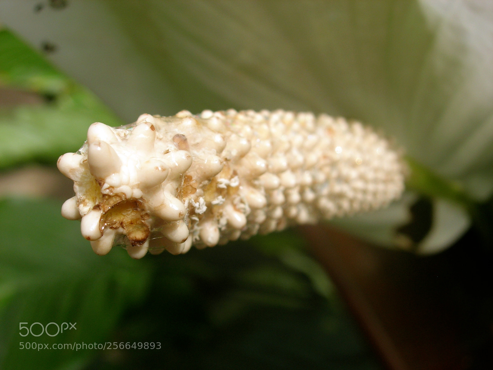 Nikon E5900 sample photo. Fauna photography