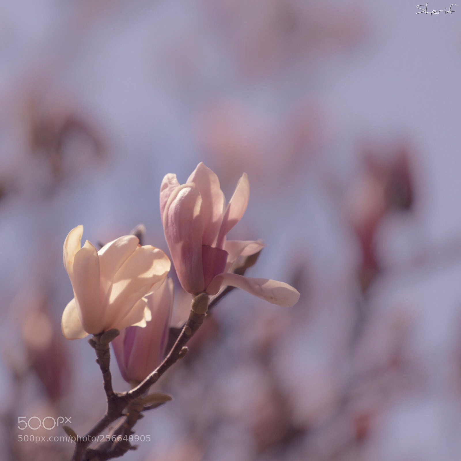 Canon EOS 750D (EOS Rebel T6i / EOS Kiss X8i) sample photo. Spring photography