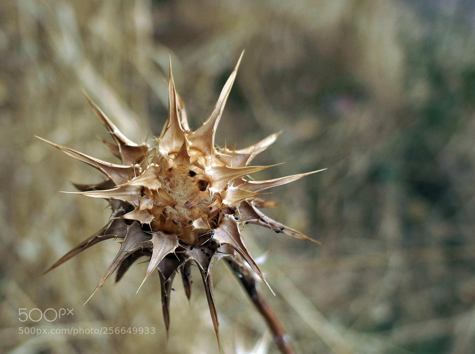 Sony Alpha NEX-7 sample photo. Cardo en verano photography