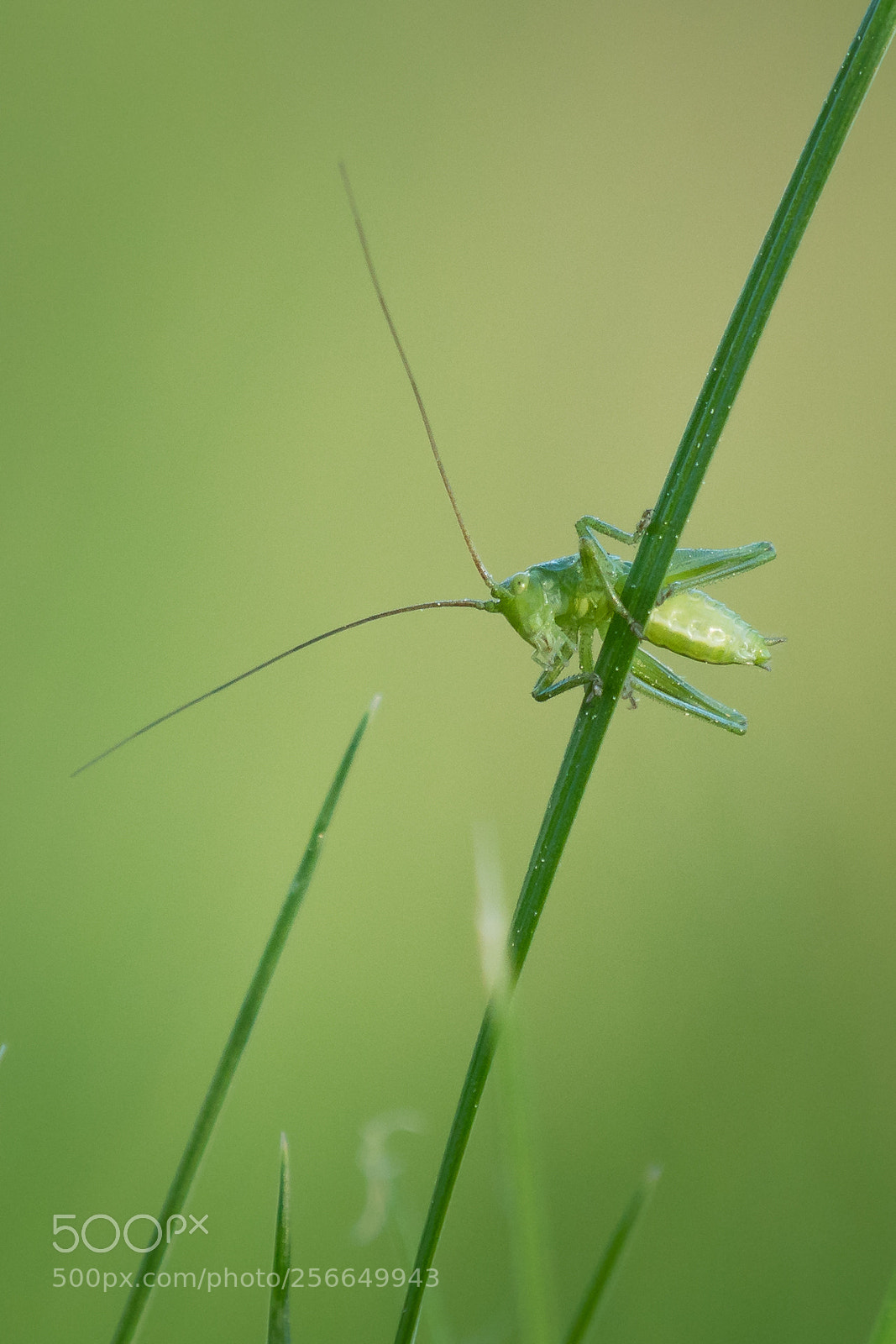 Sony a6300 sample photo. Nymphe de grande sauterelle photography