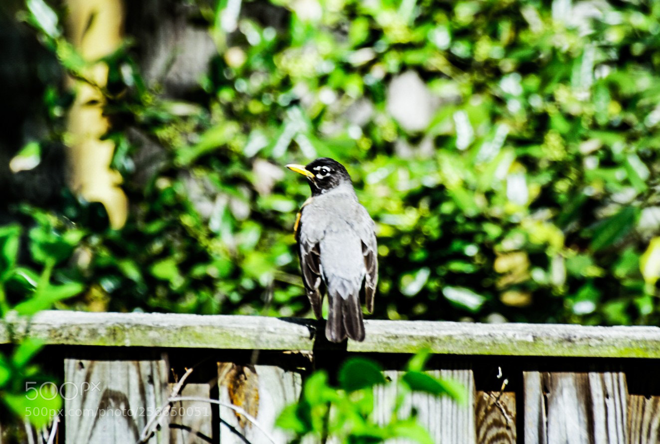 Sony a6000 sample photo. Blackbird stand photography