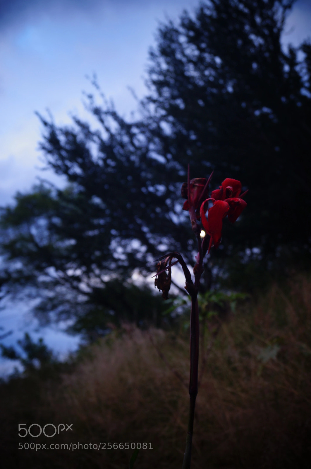 Sony SLT-A37 sample photo. Reaching photography