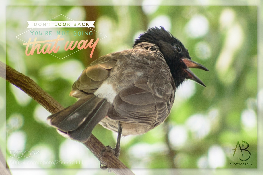 Nikon D750 sample photo. Bird photography