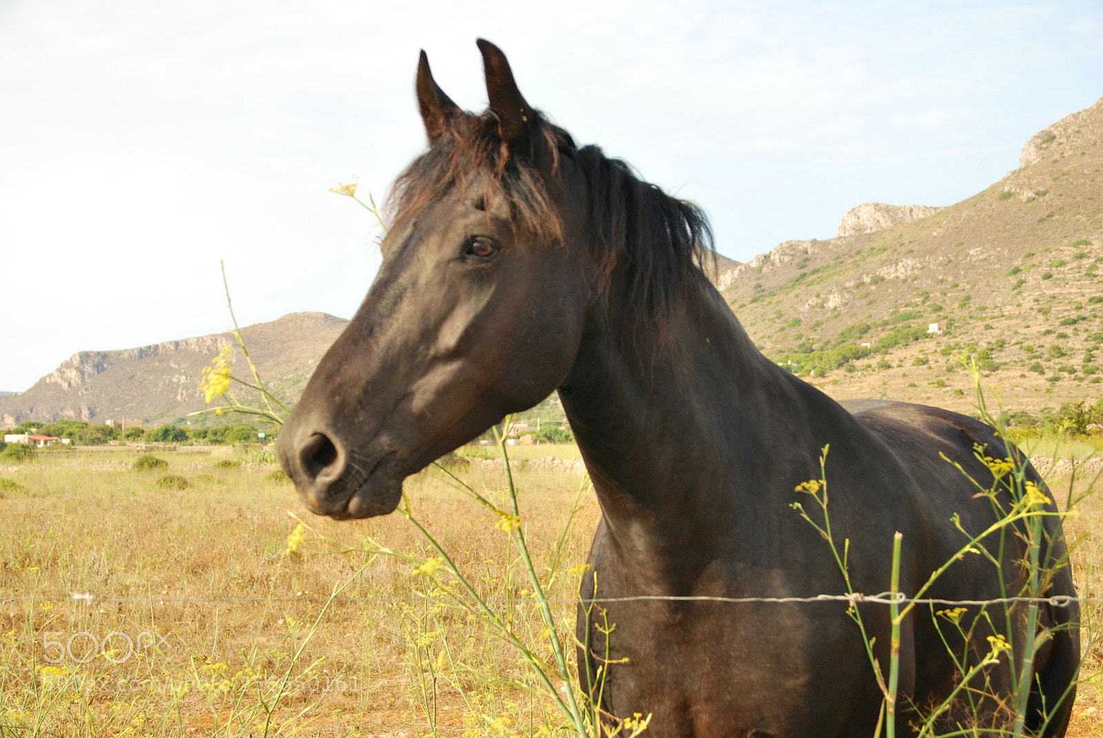 Nikon D60 sample photo. Favignana photography