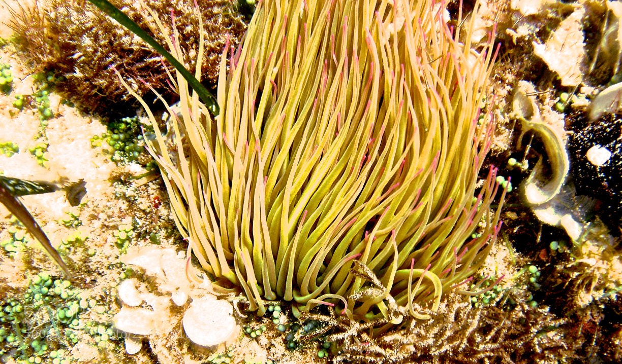 Nikon E5900 sample photo. Favignana photography
