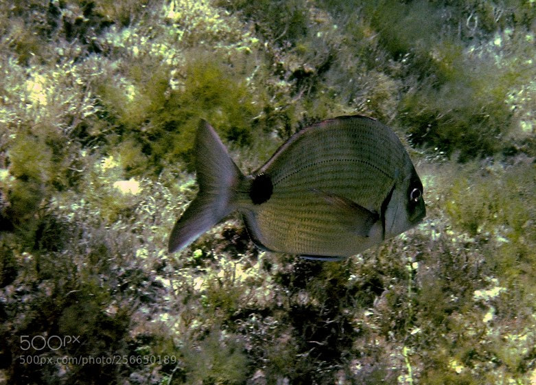 Nikon E5900 sample photo. Favignana photography