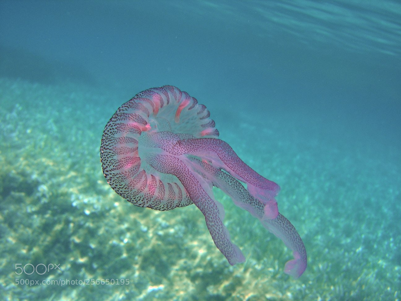 Nikon E5900 sample photo. Favignana photography