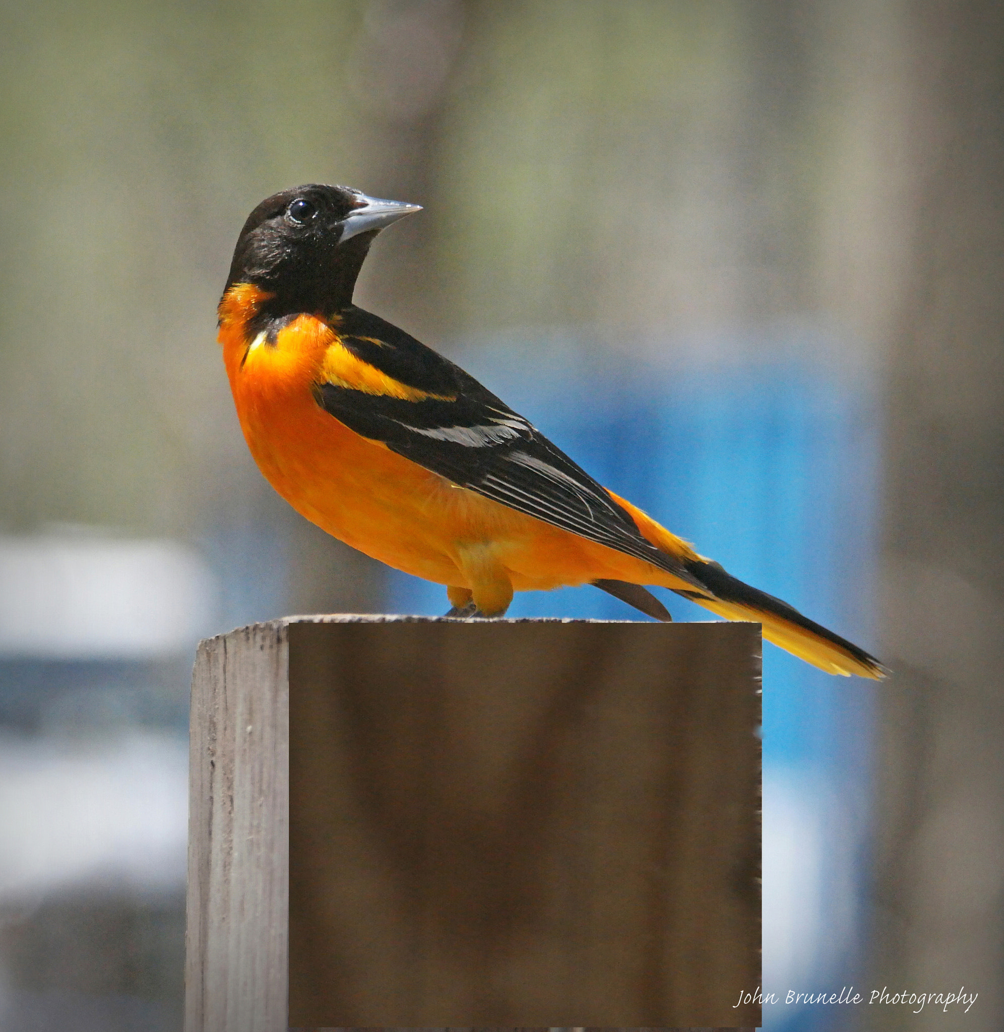 Samsung NX500 sample photo. Baltimore oriole may 5 photography