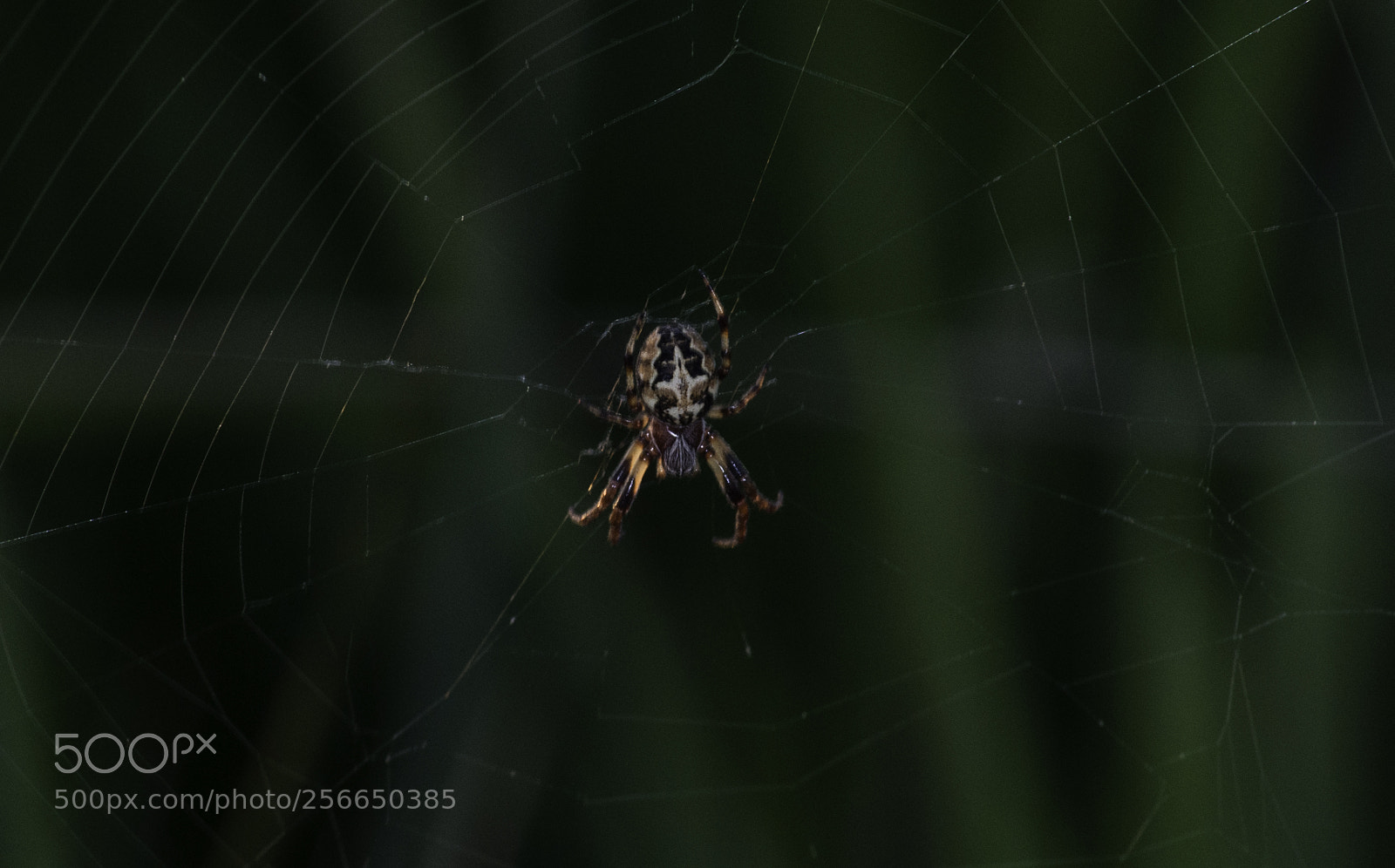 Nikon D5000 sample photo. Spider photography