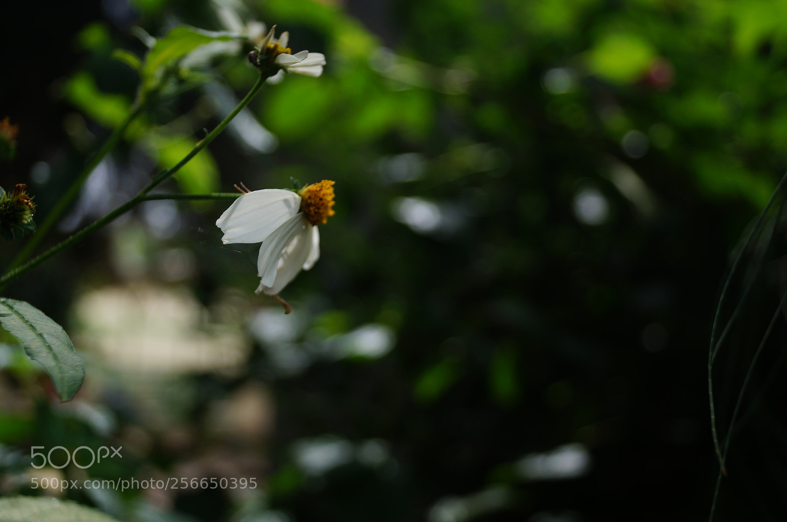 Sony SLT-A37 sample photo. The last today photography