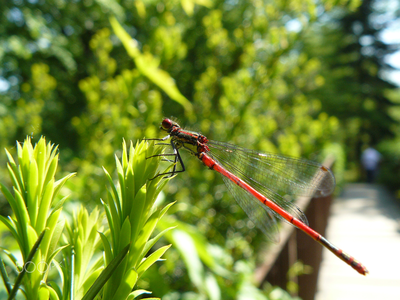 Panasonic DMC-FZ8 sample photo. Dragonfly photography