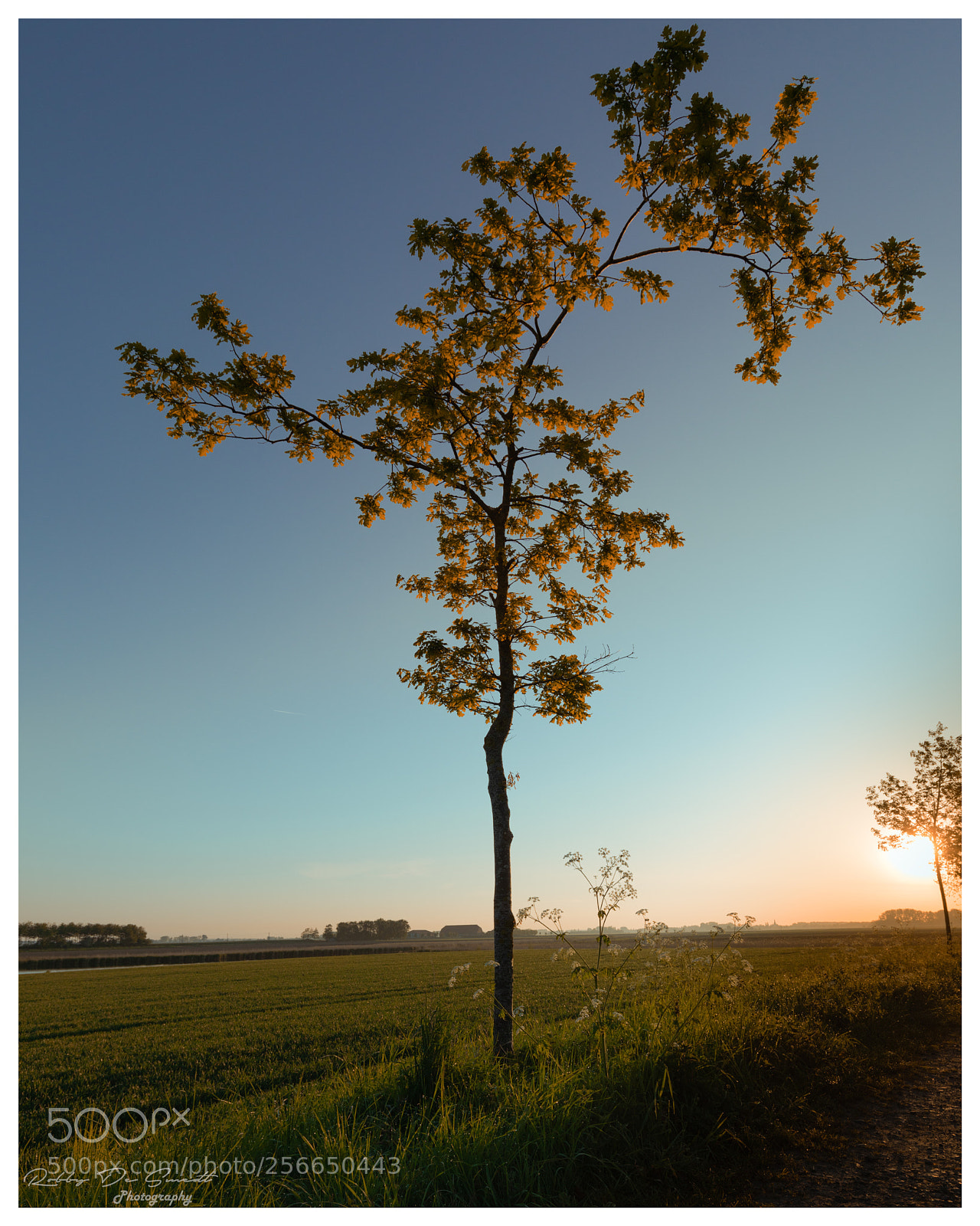 Canon EOS 5D Mark IV sample photo. Start of summertime photography