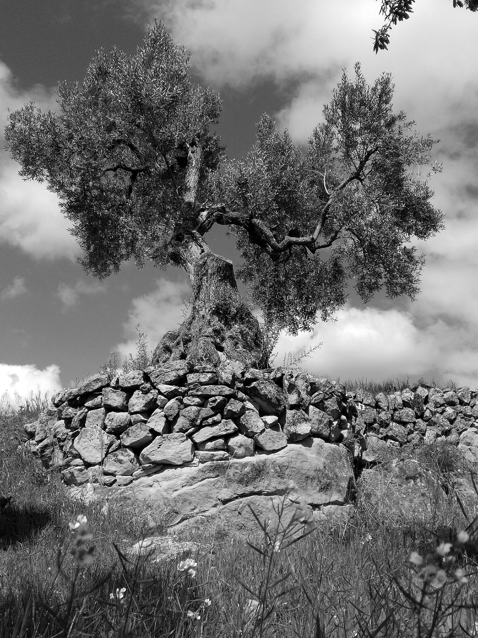 HUAWEI Honor 5X sample photo. Olive tree photography
