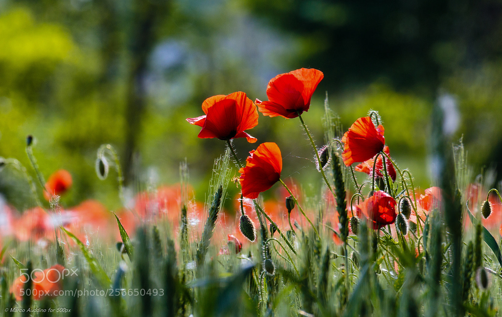 Canon EOS 70D sample photo. Poppies photography