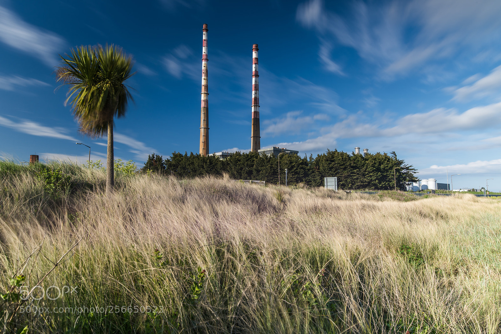 Nikon D810 sample photo. Poolbeg palm tree photography