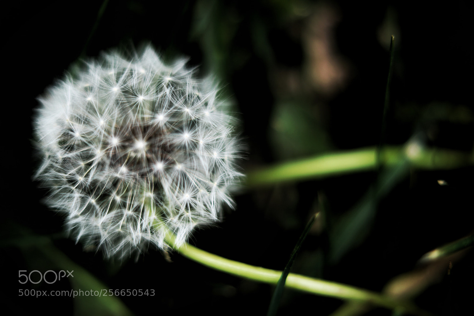 Canon EOS 750D (EOS Rebel T6i / EOS Kiss X8i) sample photo. Untitled photography