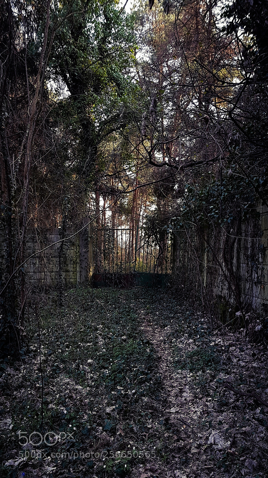Samsung Galaxy S8 sample photo. Nature1 photography