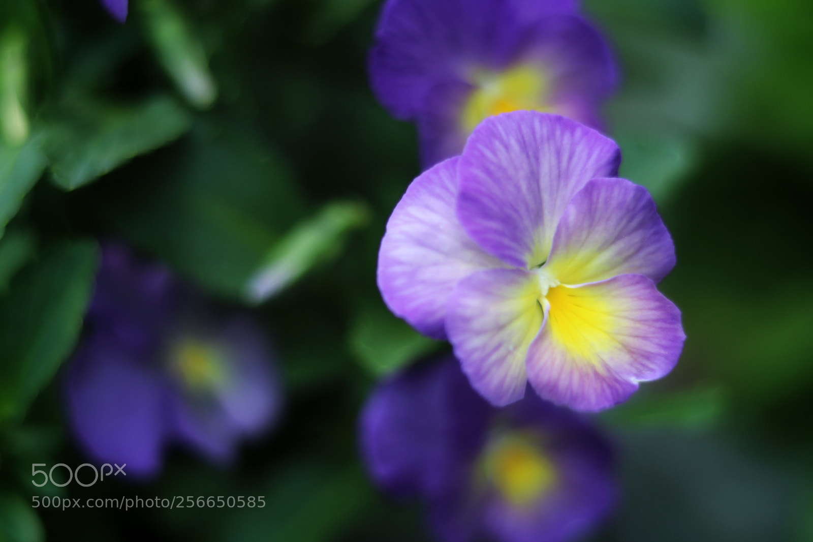 Canon EOS 750D (EOS Rebel T6i / EOS Kiss X8i) sample photo. Untitled photography