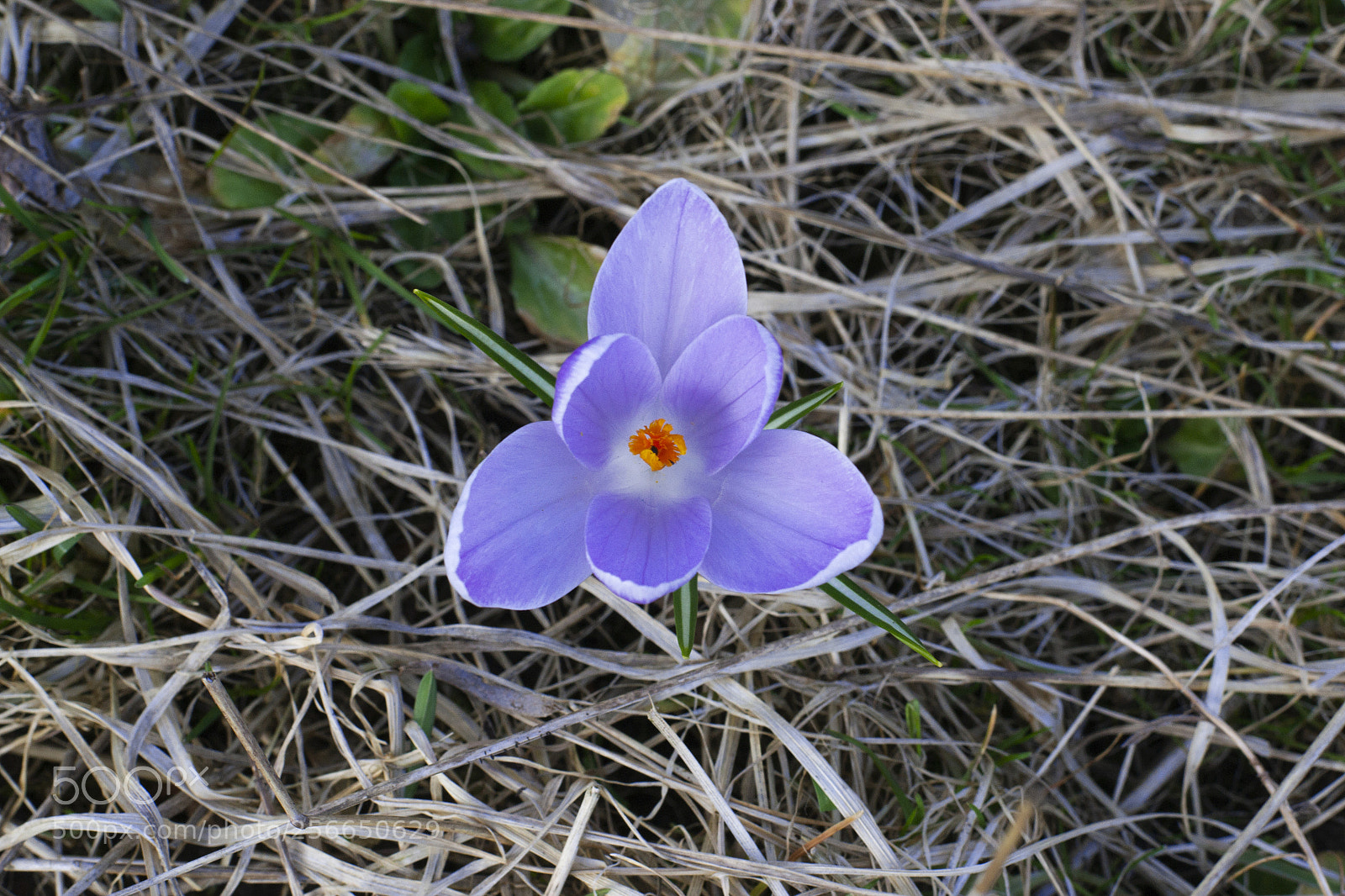Nikon D3100 sample photo. крокус photography