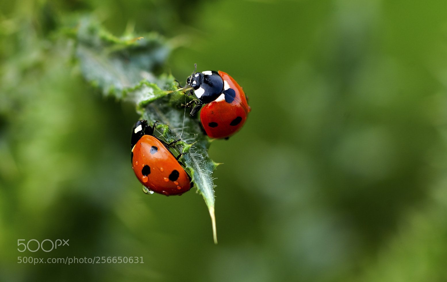 Nikon D800 sample photo. Kêzxatûn-ladybug photography