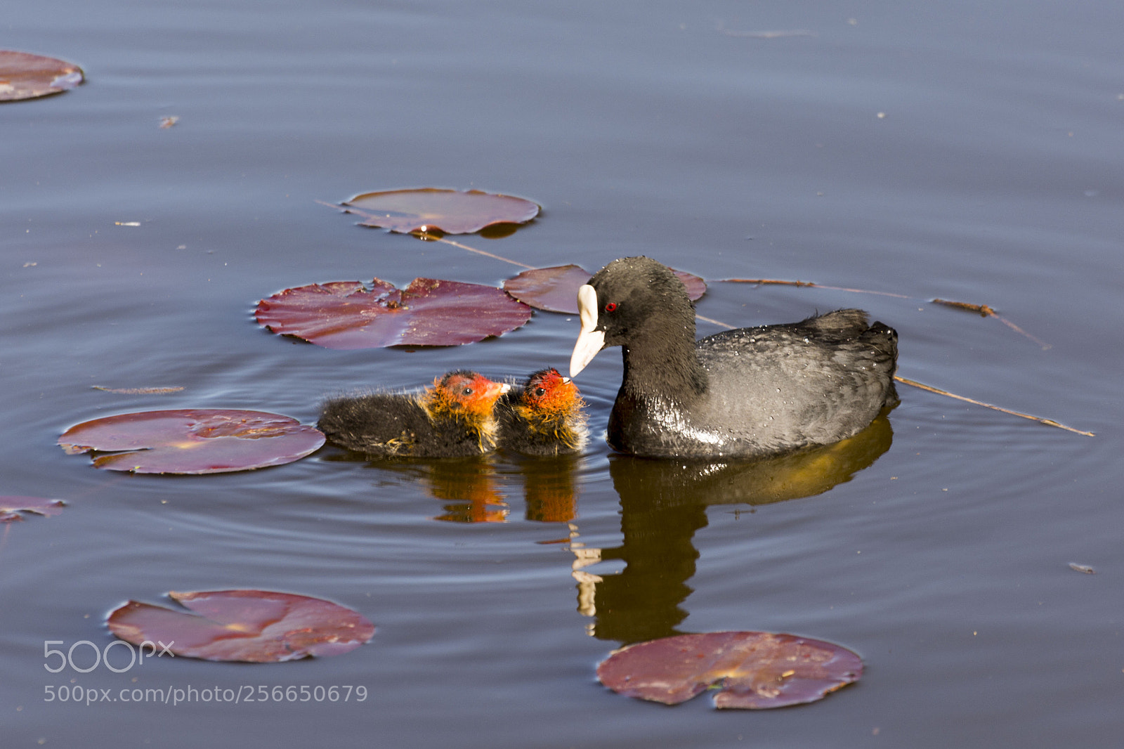 Nikon D7100 sample photo. Meerkoet photography