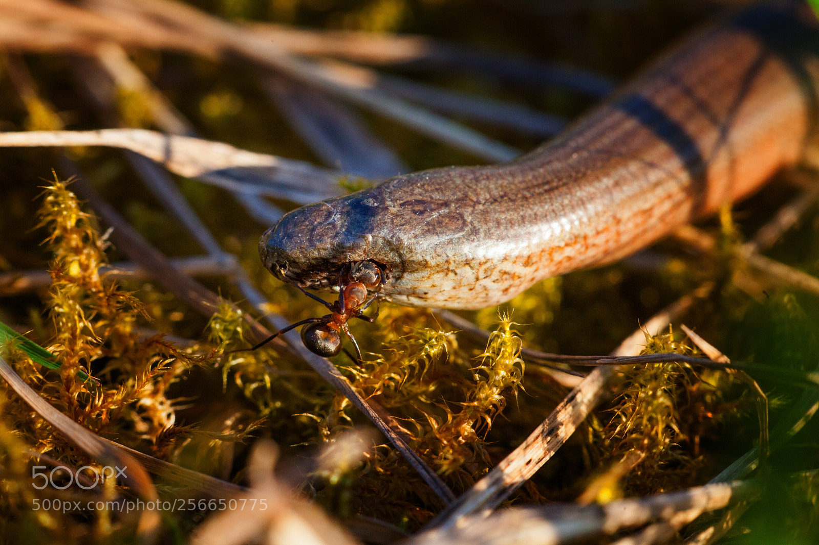 Canon EOS 5D Mark II sample photo. Slowworm and ant photography