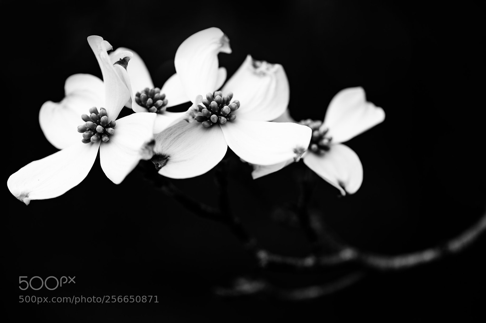 Nikon D850 sample photo. Dogwoods photography