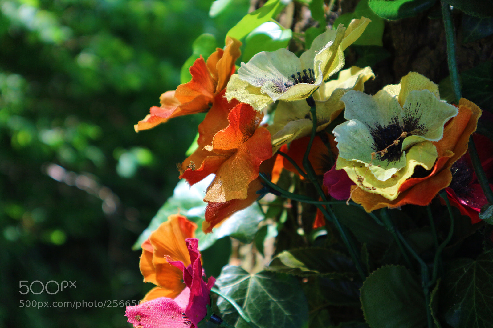 Canon EOS M10 sample photo. Colourful flowers photography