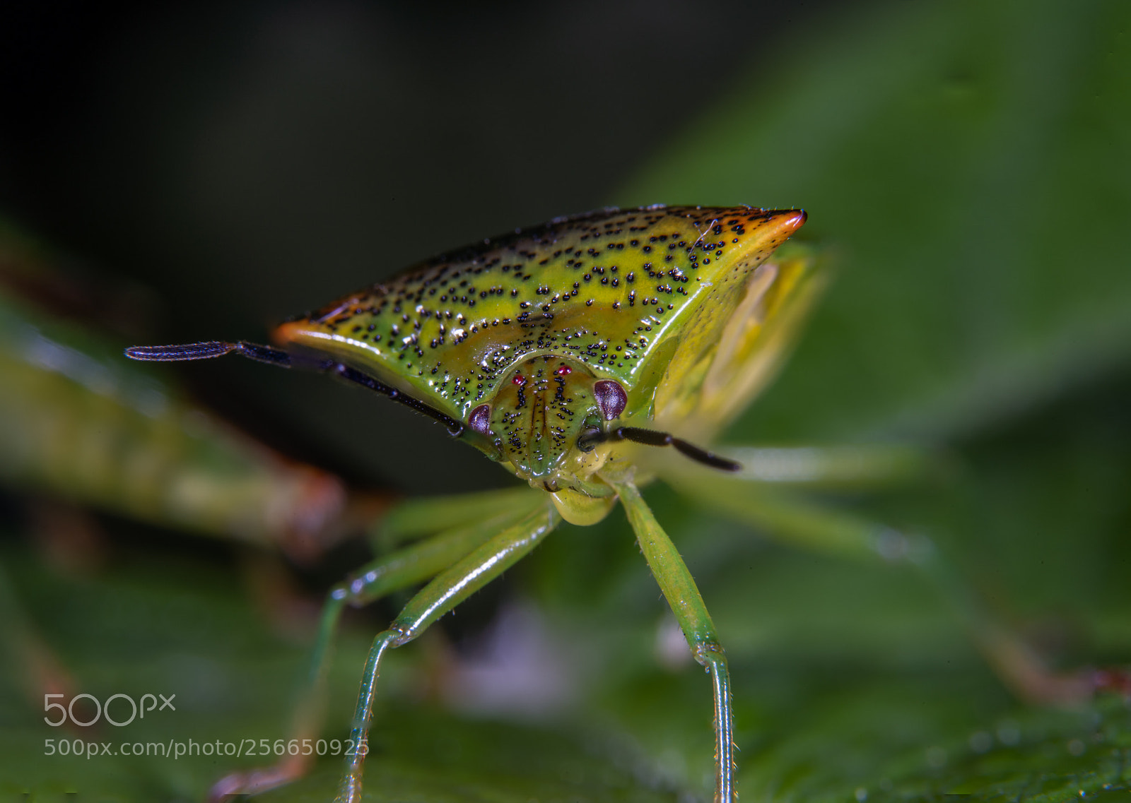 Sony a7 III sample photo. Alien photography