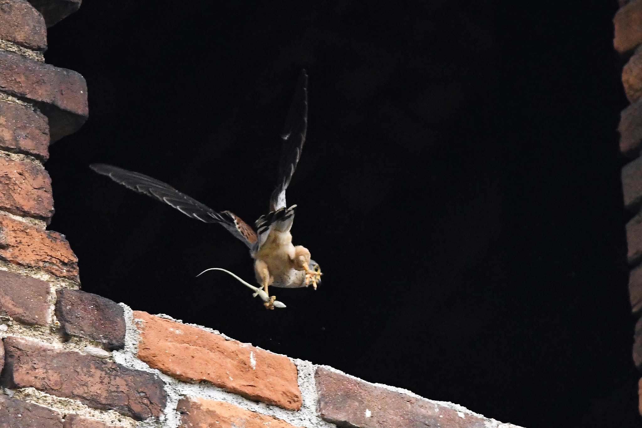 Nikon AF-S Nikkor 300mm F4D ED-IF sample photo. The kestrel and the lizard photography