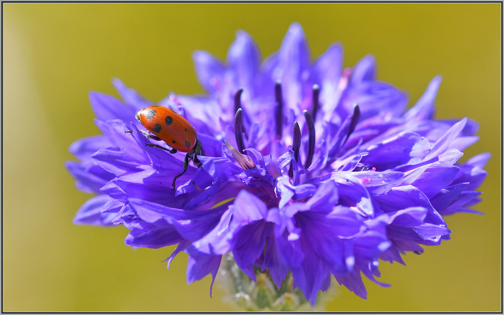 Sigma 105mm F2.8 EX DG OS HSM sample photo. Ladies of spring photography