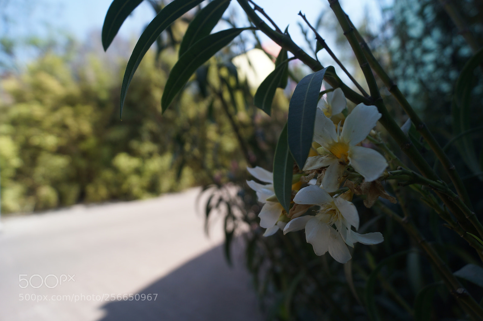 Sony SLT-A37 sample photo. Off photography