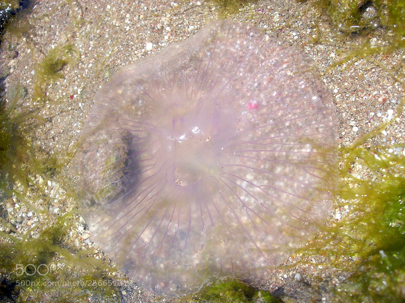 Nikon E5900 sample photo. Medusa a riva photography
