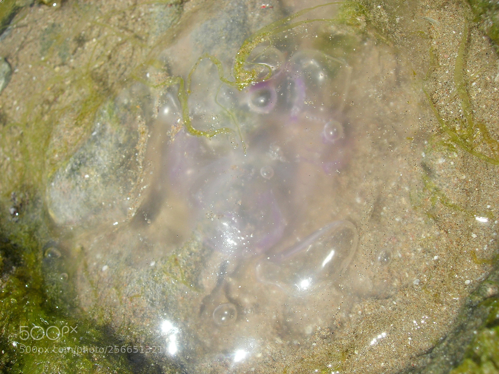 Nikon E5900 sample photo. Medusa spiaggiata photography