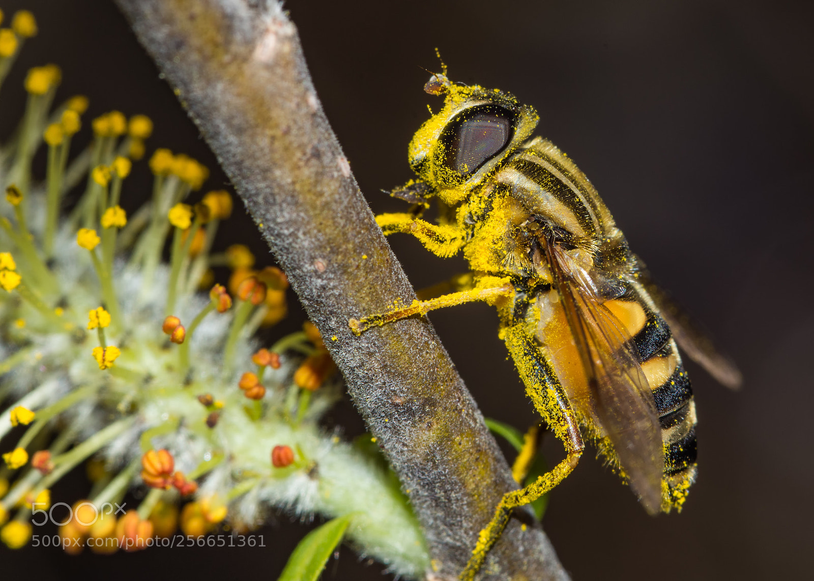 Nikon D7200 sample photo. Pollen-covered hoverfly photography