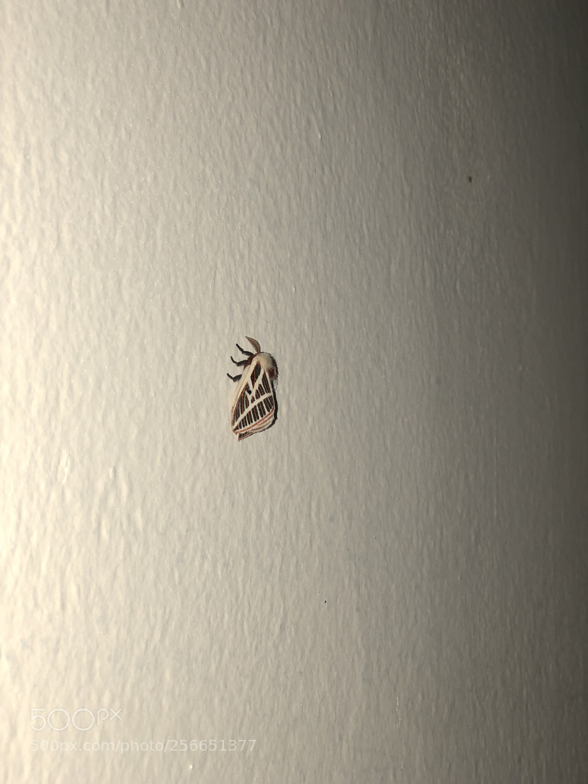Apple iPhone 8 Plus sample photo. Untitled photography