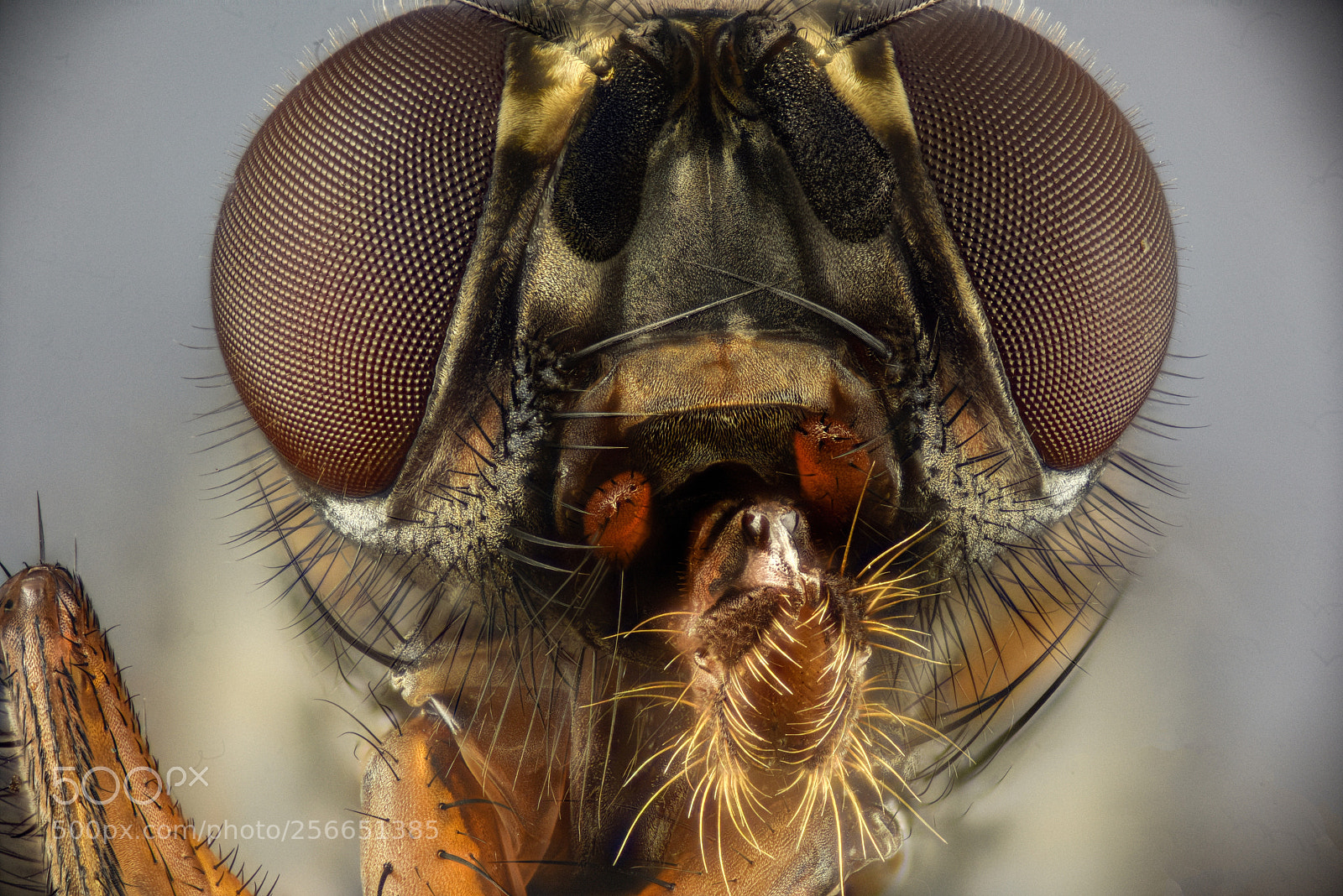 Nikon D810 sample photo. Fly mouth photography
