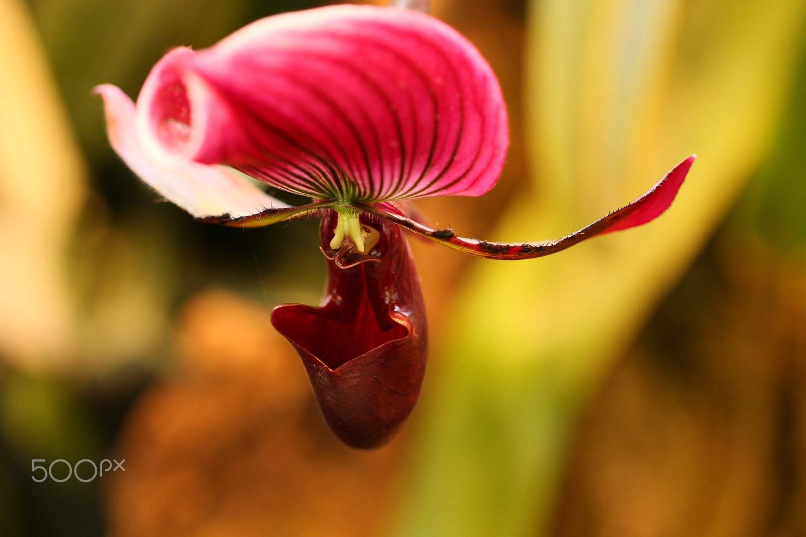 Canon EF 100mm F2.8L Macro IS USM sample photo. Orchid photography