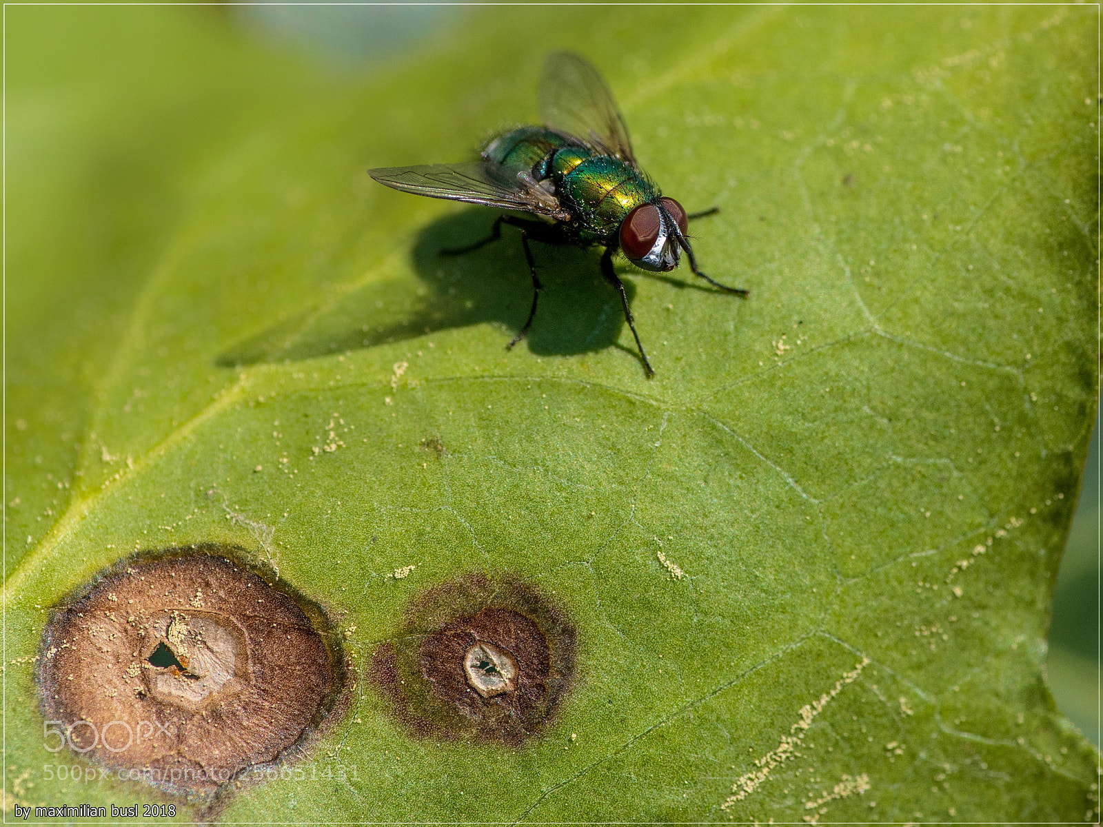 Nikon D850 sample photo. Green bottle fly photography