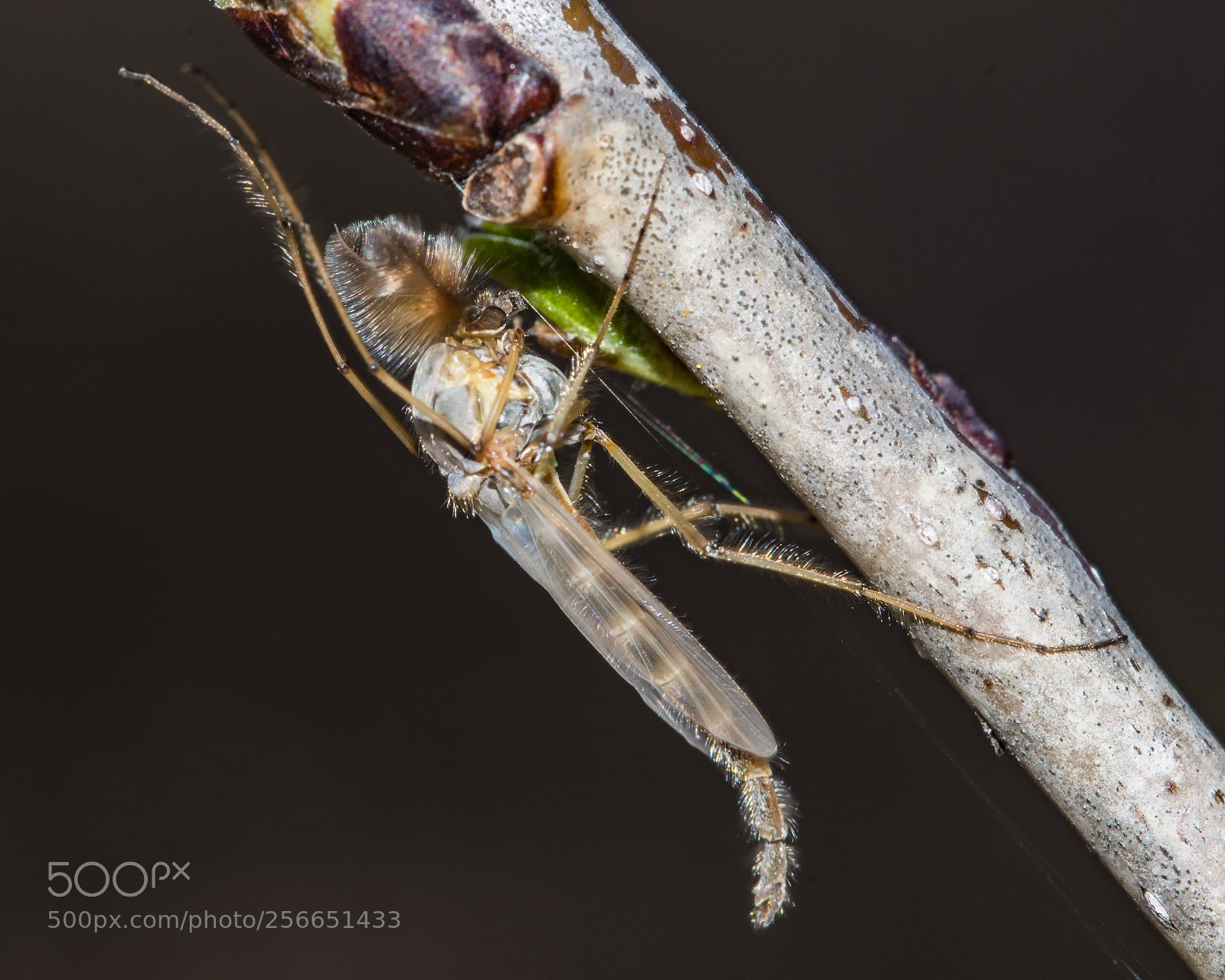 Nikon D7200 sample photo. Midge photography