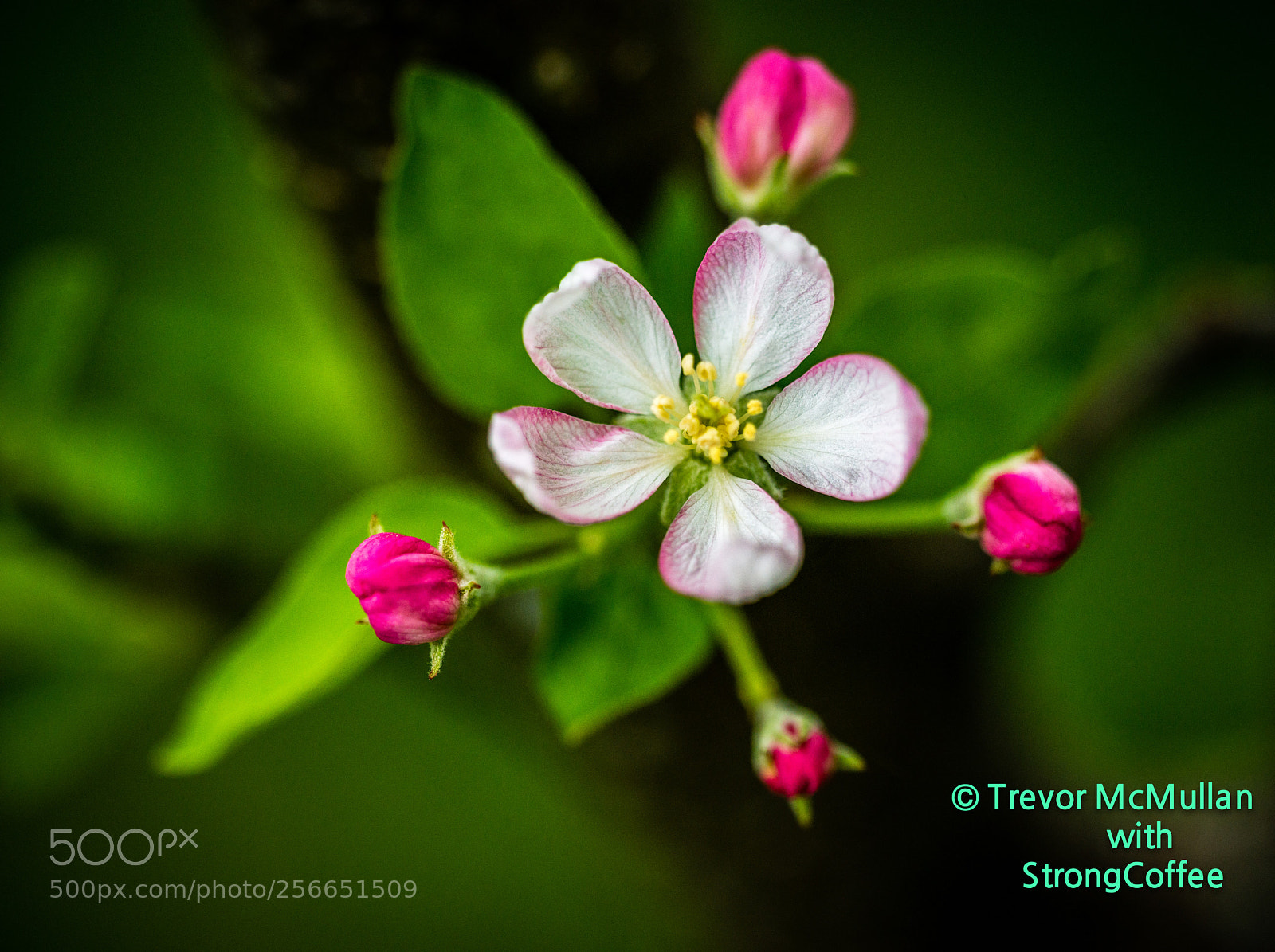 Nikon D800 sample photo. Apple blossom photography