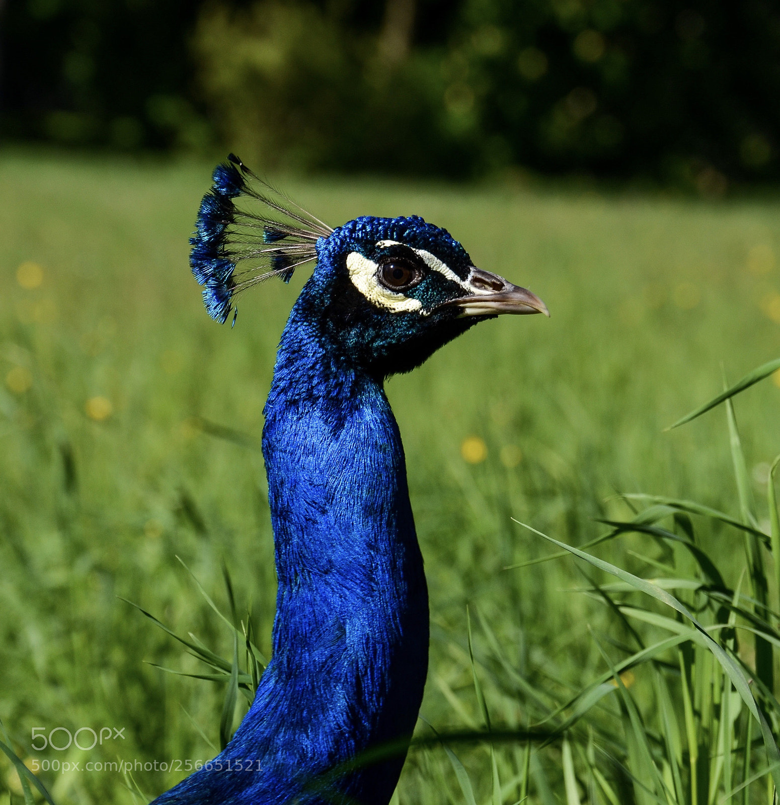 Nikon D7000 sample photo. Peacock* photography