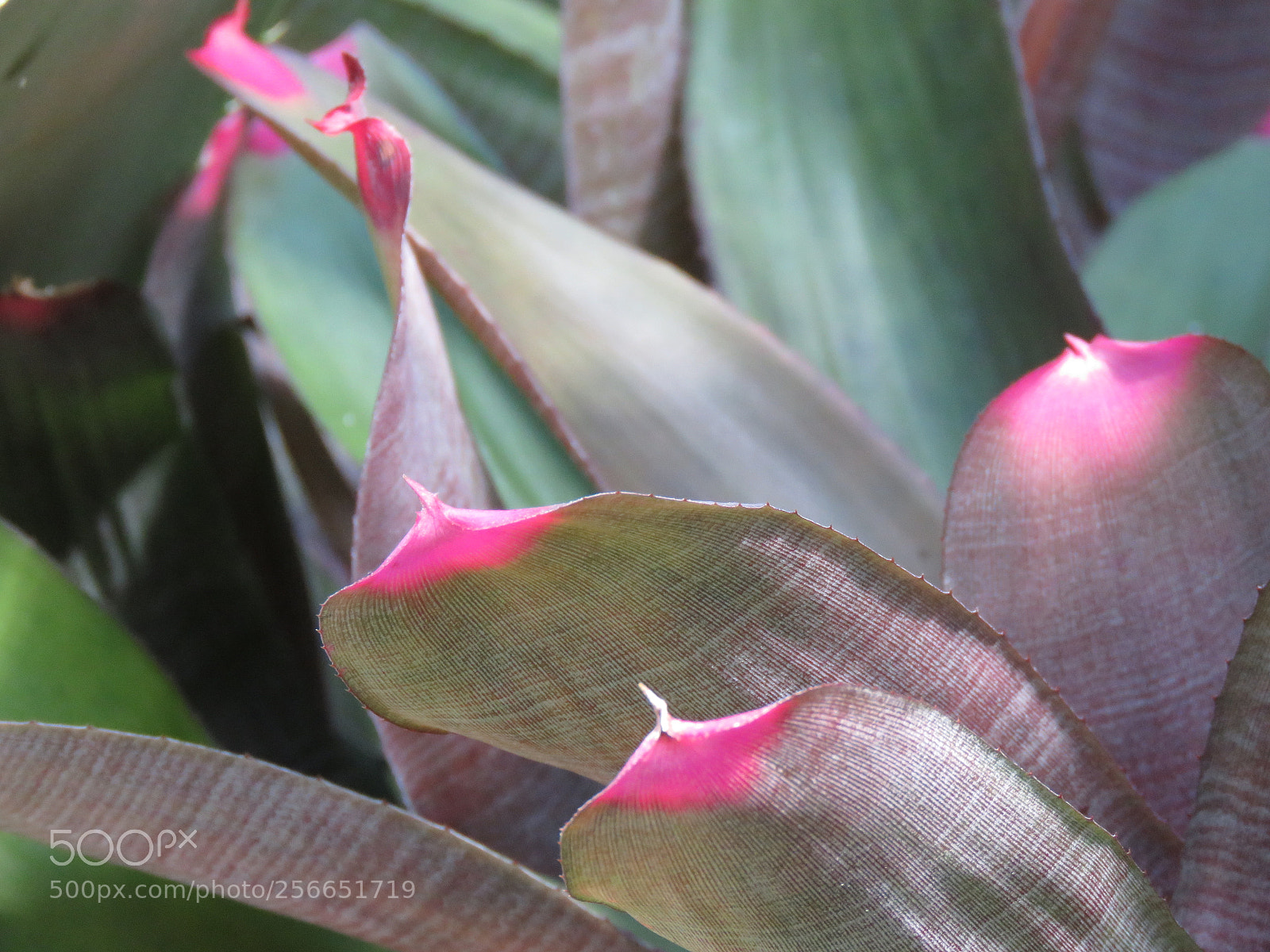 Canon PowerShot SX60 HS sample photo. Subulé photography