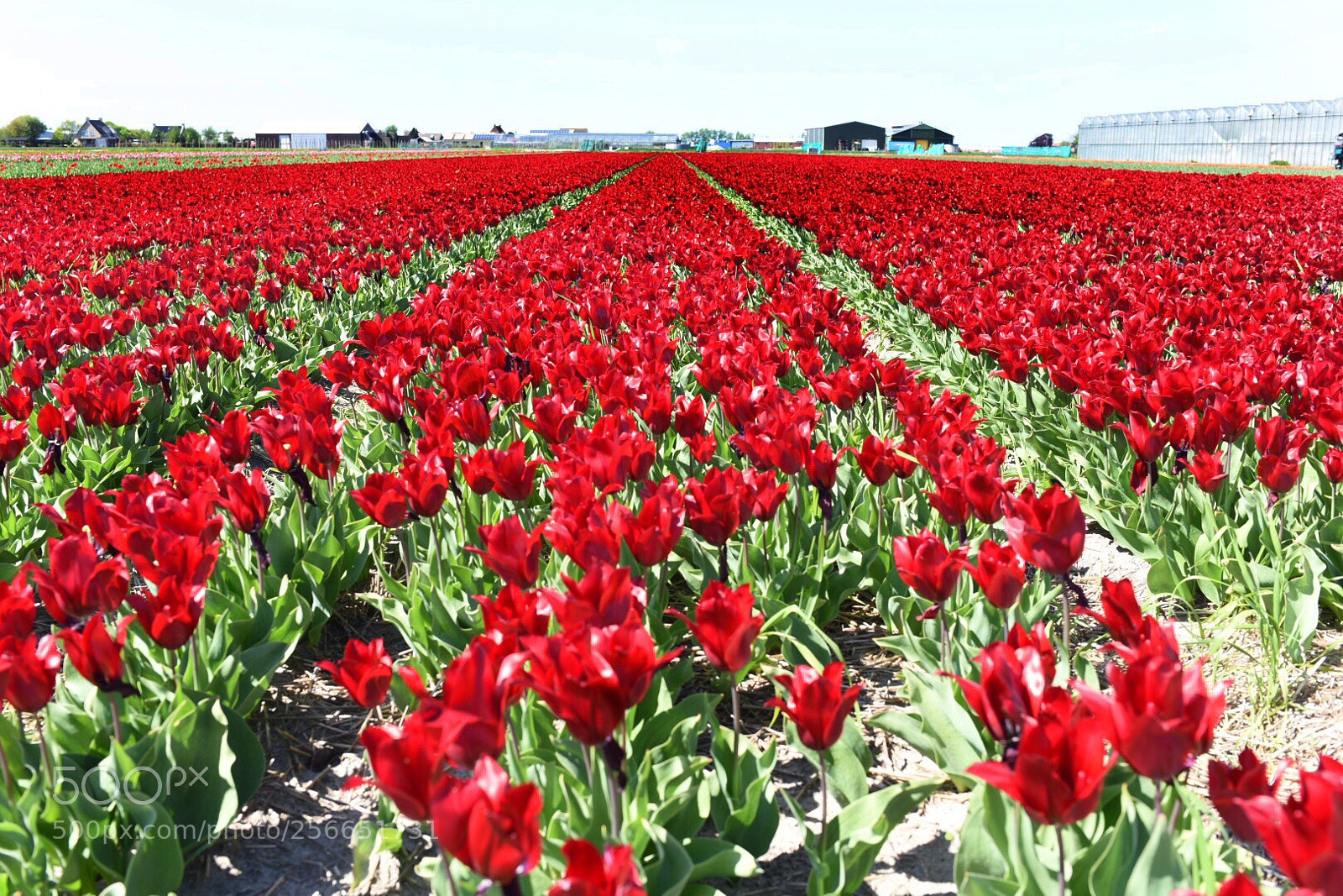 Nikon D750 sample photo. Dutch tulip field photography