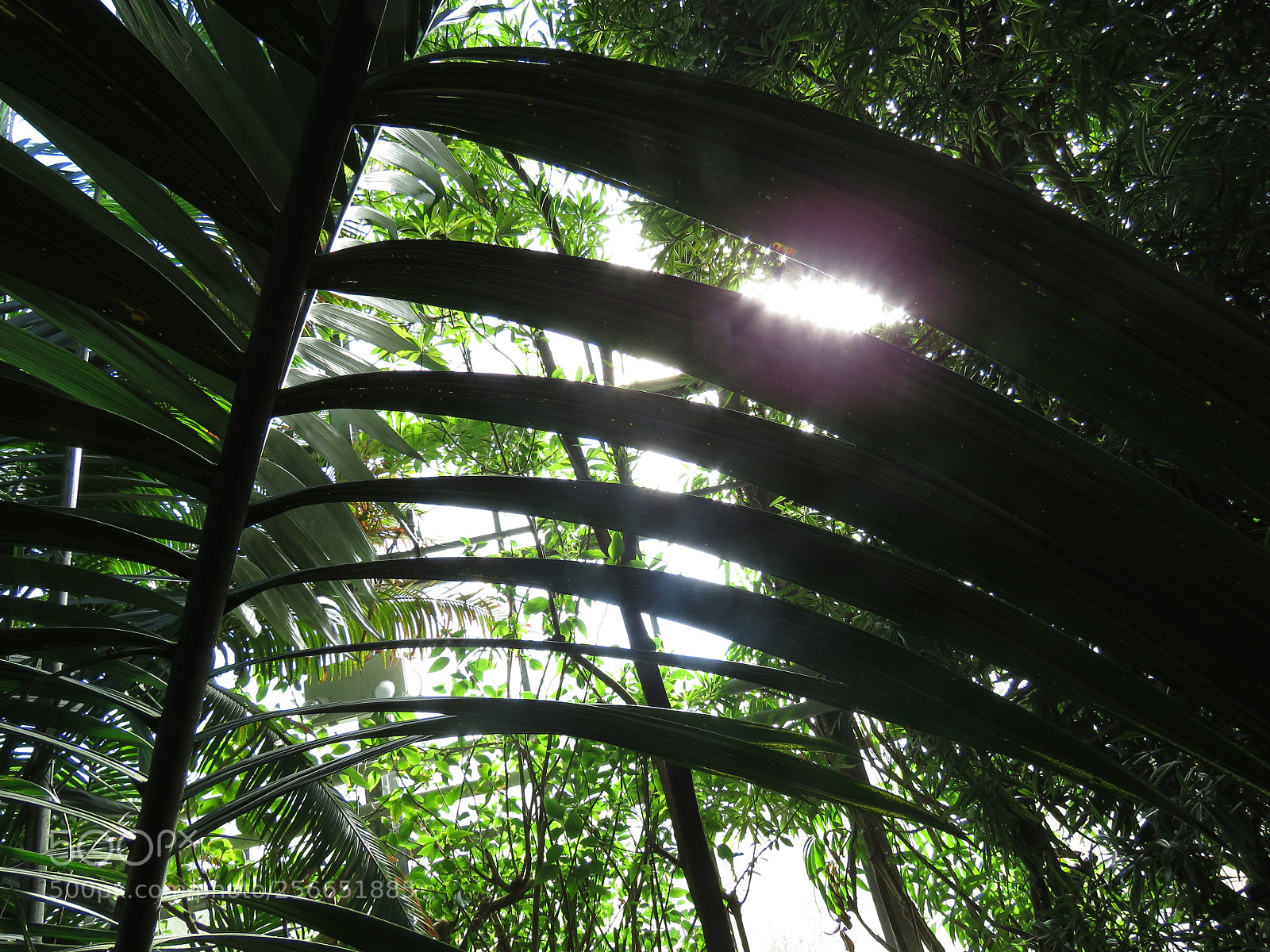 Canon PowerShot SX60 HS sample photo. Ombragé photography