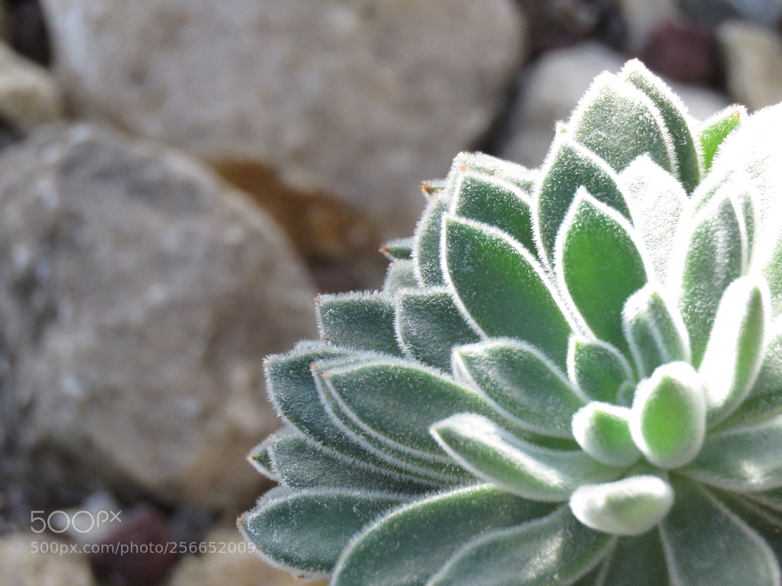 Canon PowerShot SX60 HS sample photo. Ensoleillé photography