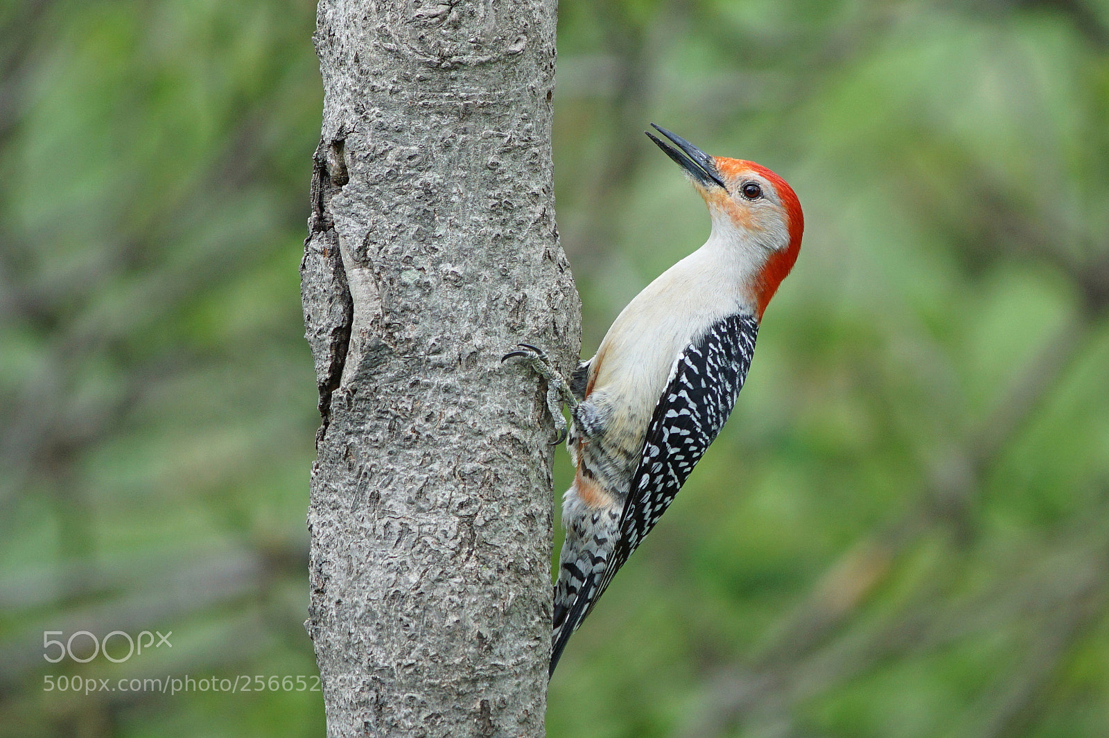 Sony a6000 sample photo. Red-bellied woodpecker photography