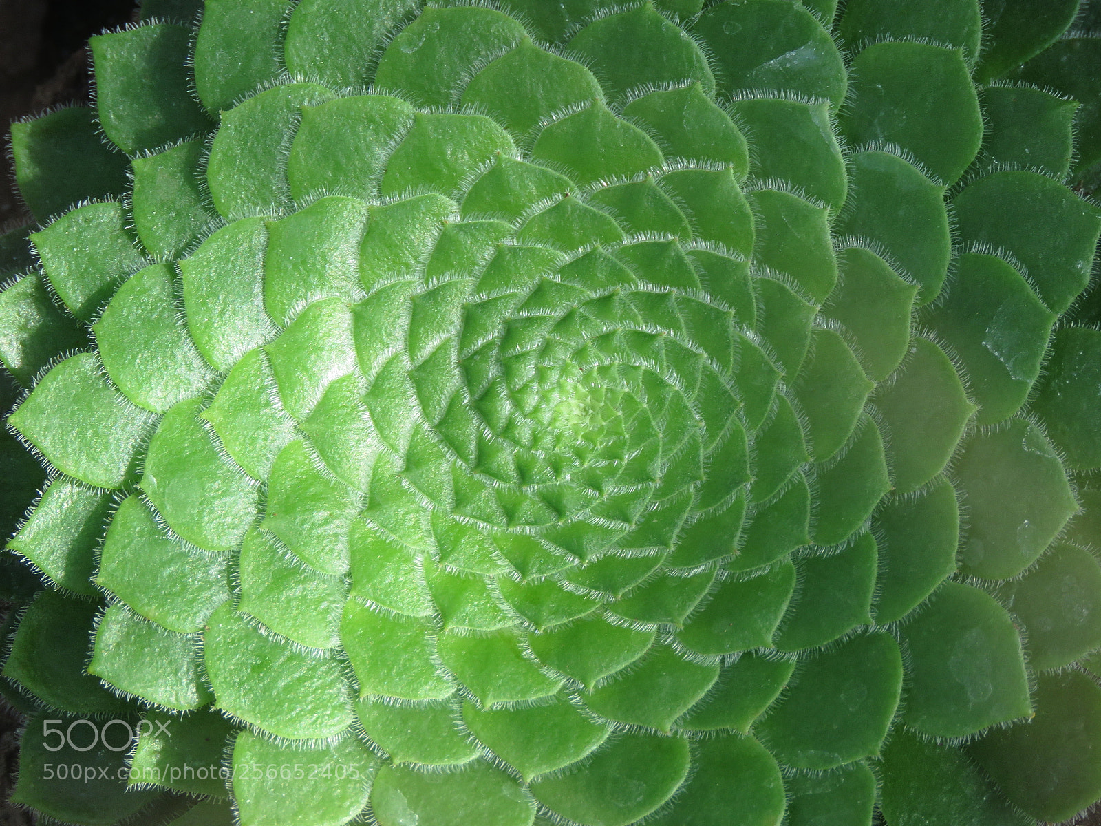 Canon PowerShot SX60 HS sample photo. Enspiralé photography