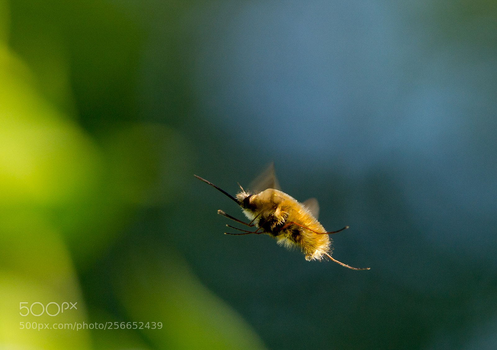 Sony a6000 sample photo. Bombyliidae - bee fly photography