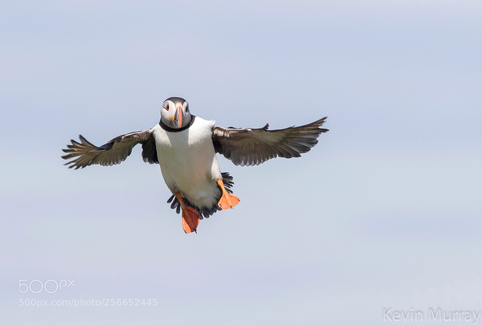 Canon EOS 7D Mark II sample photo. Puffin coming into land  photography
